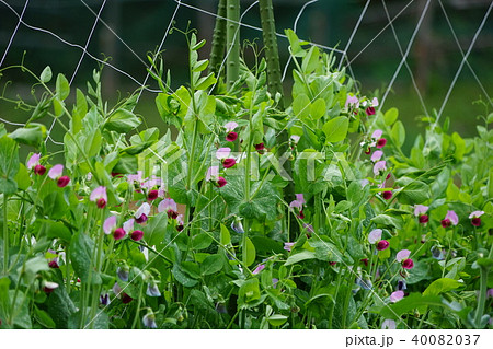 4月 ｴﾝﾄﾞｳ ﾏﾒ科08ｴﾝﾄﾞｳ豆 ｴﾝﾄﾞｳﾏﾒ ｻﾔｴﾝﾄﾞｳの花の写真素材