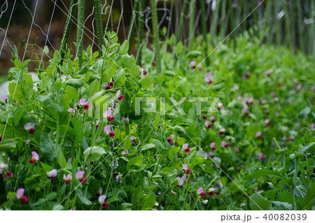 4月 ｴﾝﾄﾞｳ ﾏﾒ科09ｴﾝﾄﾞｳ豆 ｴﾝﾄﾞｳﾏﾒ ｻﾔｴﾝﾄﾞｳの花の写真素材