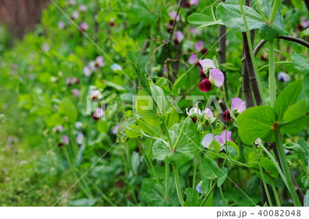 4月　ｴﾝﾄﾞｳ･ﾏﾒ科13ｴﾝﾄﾞｳ豆･ｴﾝﾄﾞｳﾏﾒ･ｻﾔｴﾝﾄﾞｳの花 40082048