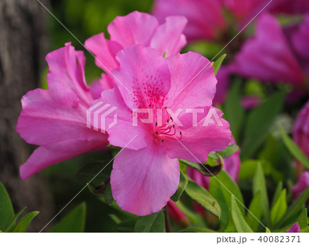 ツツジの花のクローズアップ(自然質感) ツツジの花のクローズアップ(自然質感) 40082371
