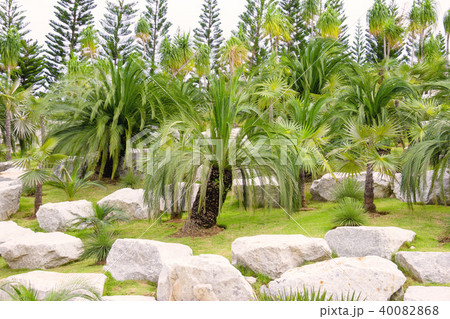 palm trees in tropical garden,thailand 40082868
