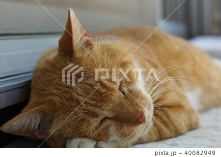 眠る茶猫 眠る茶猫 40082949