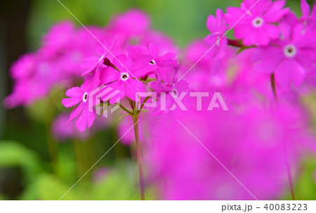 植物:サクラソウ サクラソウ科 植物:サクラソウ サクラソウ科 40083223