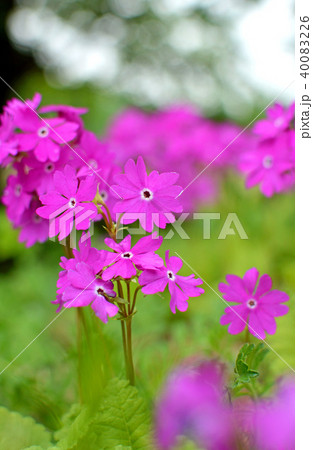 植物:サクラソウ サクラソウ科 植物:サクラソウ サクラソウ科 40083226