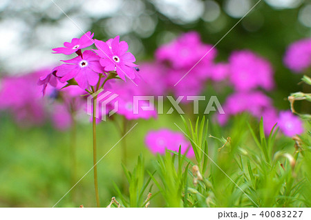 植物:サクラソウ サクラソウ科 植物:サクラソウ サクラソウ科 40083227