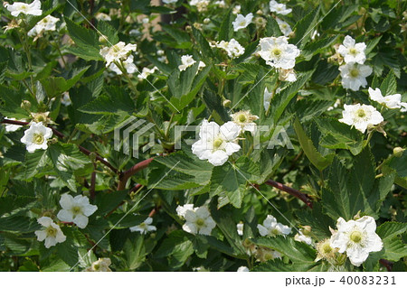 クワの花 マルベリー の写真素材 40083231 Pixta