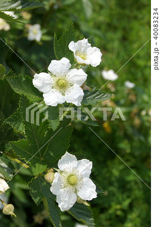 クワの花 マルベリー の写真素材