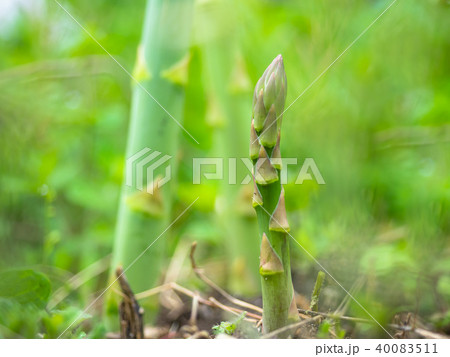 グリーンアスパラガス 40083511