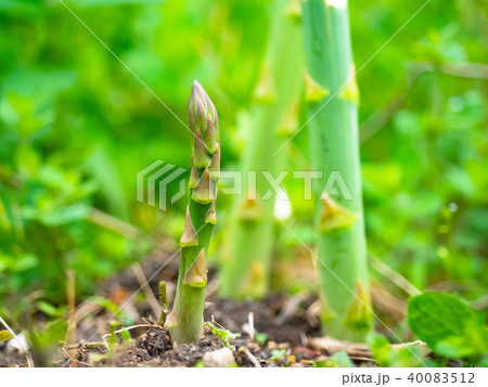 グリーンアスパラガス 40083512