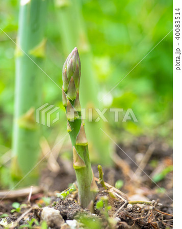 グリーンアスパラガス 40083514