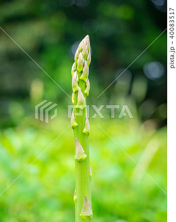 グリーンアスパラガス 40083517