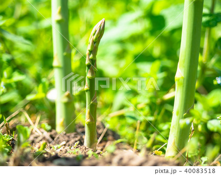 グリーンアスパラガス 40083518