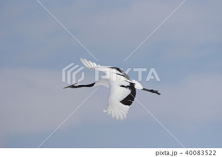 丹頂 タンチョウ red-crowned crane 丹頂 タンチョウ red-crowned crane 40083522