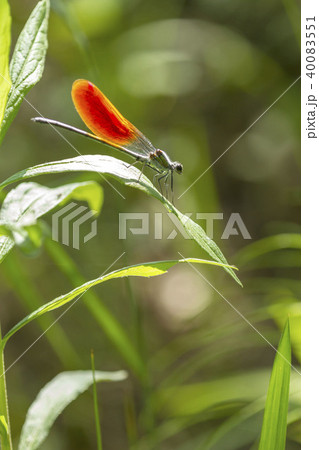 カワトンボ 40083551