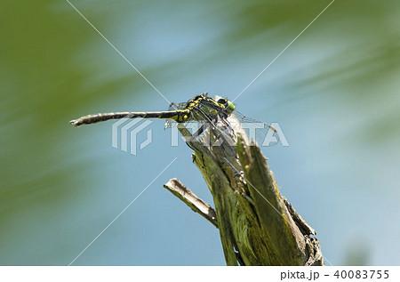 コサナエ 40083755