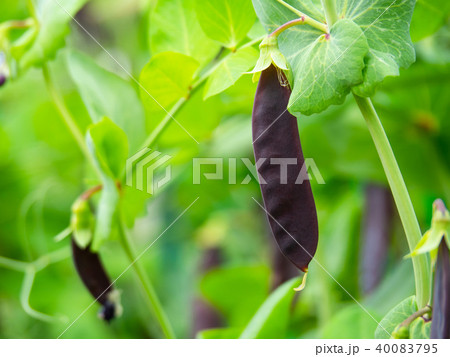 ツタンカーメンのエンドウ豆の写真素材