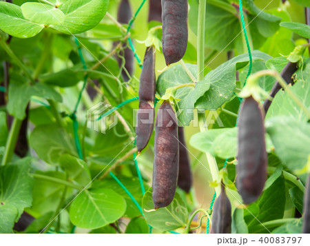 ツタンカーメンのエンドウ豆の写真素材