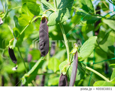 ツタンカーメンのエンドウ豆の写真素材