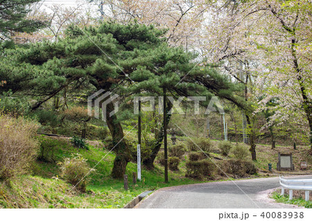 笠松公園　岩手県 40083938