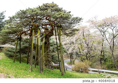 笠松公園 岩手県 笠松公園 岩手県 40084018