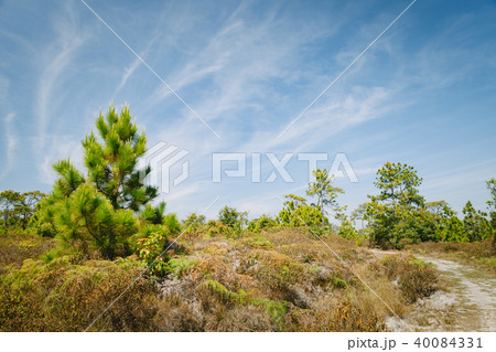 A dirt road with pine forest and fern. A dirt road with pine forest and fern. 40084331