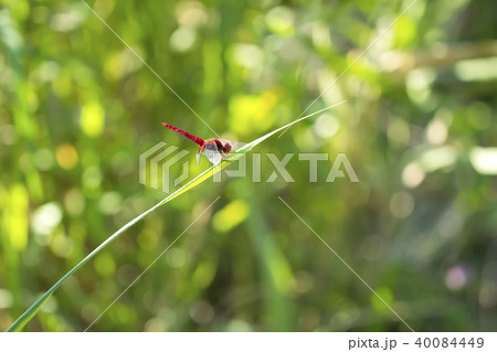 ショウジョウトンボ 40084449