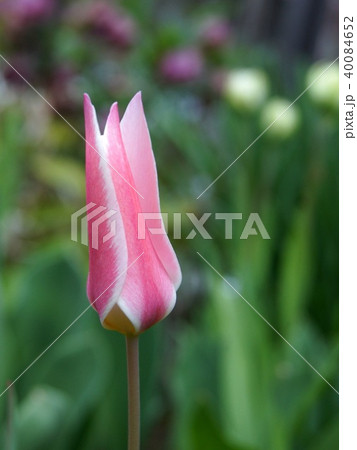 原種のチューリップ：レディージェーン（クルシアナ系） 40084652