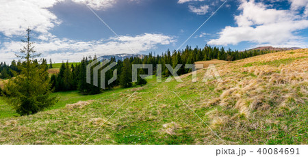 panorama of spruce forest on a mountain hill side 40084691