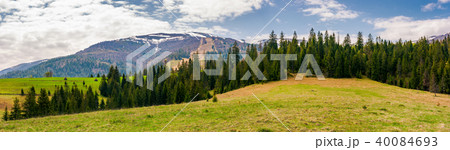 panorama of spruce forest on a hill 40084693