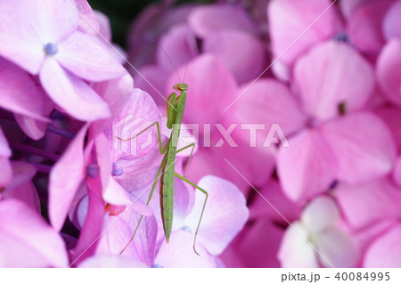 カマキリ(幼虫)とアジサイの花 カマキリ(幼虫)とアジサイの花 40084995