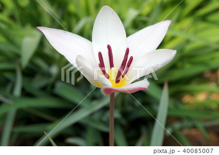 開花時の原種チューリップ:レディージェーン(クルシアナ系) 開花時の原種チューリップ:レディージェーン(クルシアナ系) 40085007