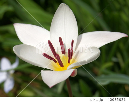 開花時の原種チューリップ:レディージェーン(クルシアナ系) 開花時の原種チューリップ:レディージェーン(クルシアナ系) 40085021