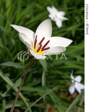 開花時の原種チューリップ:レディージェーン(クルシアナ系) 開花時の原種チューリップ:レディージェーン(クルシアナ系) 40085022