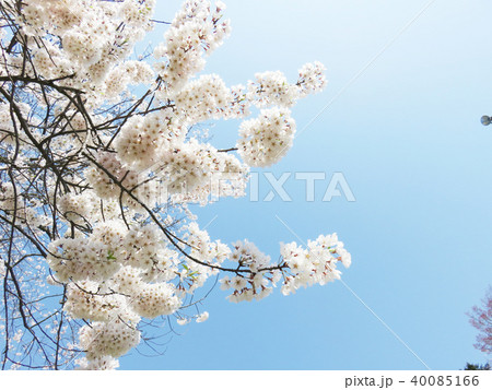 桜 春 花 背景 桜 春 花 背景 40085166