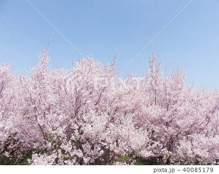 桜　春　花　背景 40085179