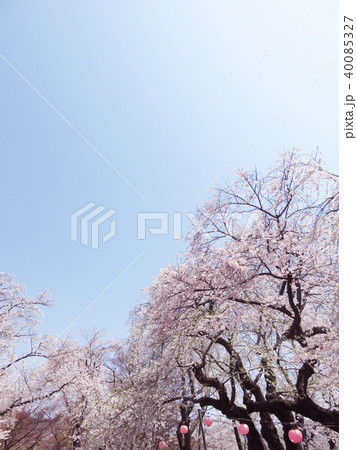桜 春 花 背景 桜 春 花 背景 40085327