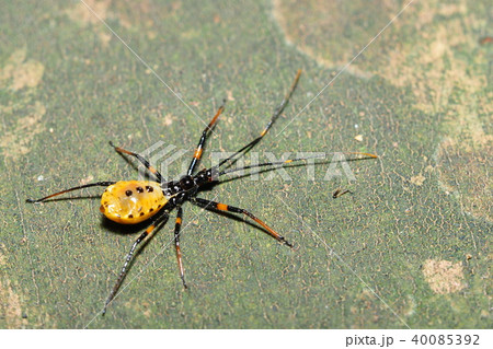 サシガメの一種 40085392