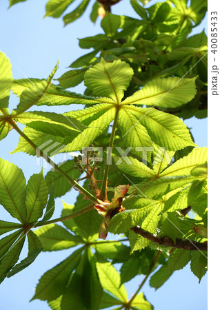 セイヨウトチノキの蕾の写真素材