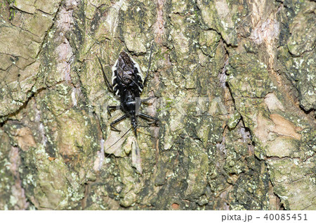 ヨコヅナサシガメ 40085451