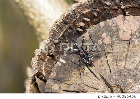 ヨコヅナサシガメ 40085456