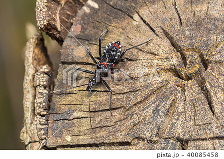 ヨコヅナサシガメ 40085458