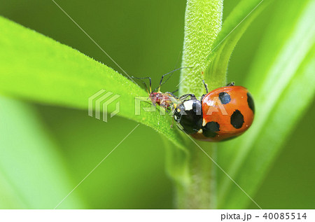 てんとう虫 てんとう虫 40085514