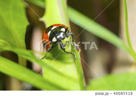 てんとう虫 てんとう虫 40085519