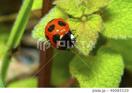 てんとう虫 40085520