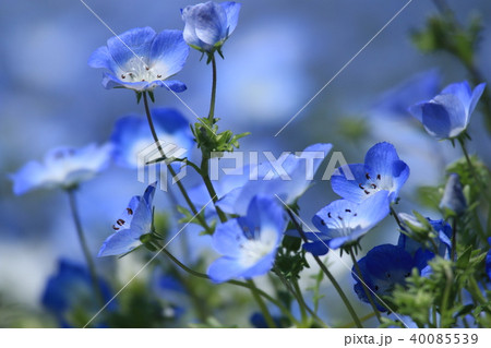 ネモフィラ 40085539