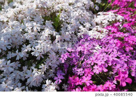 芝桜 40085540