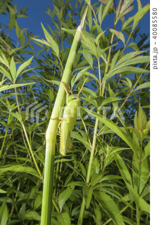 ツチイナゴ 40085580