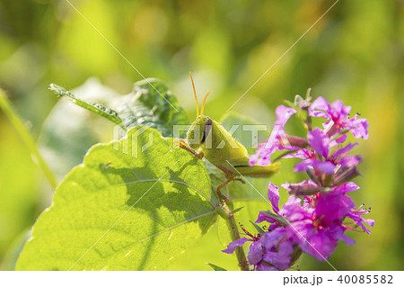 ツチイナゴ 40085582