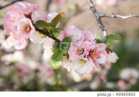 ボケの花のイメージ写真 ボケの花のイメージ写真 40085802