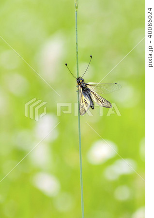 キバネツノトンボ キバネツノトンボ 40086024